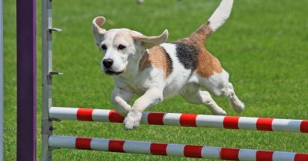 ハードルを楽に飛び越える犬